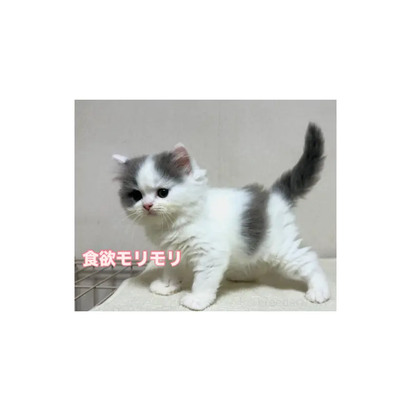 販売中の愛知県のブリティッシュショートヘア-126352の3枚目